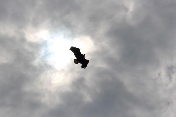 Adler vor einer Wolke in Herzform